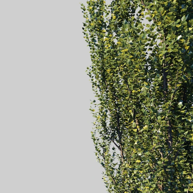 Тополь пирамидальный/Populus pyramidalis — Скачать