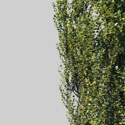 Тополь пирамидальный/Populus pyramidalis — Вид 3