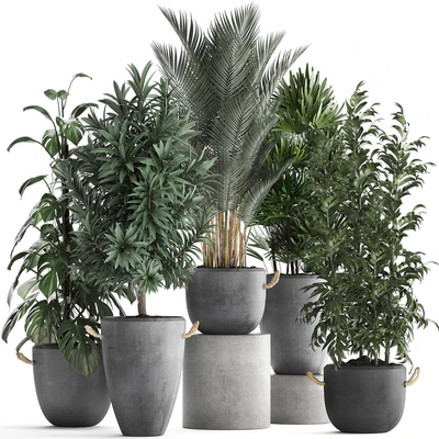 Plant Collection 413. palm, bamboo, rapis, monstera, concrete pot, flowerpot, indoor plants, Raphis Palm — Ver 1