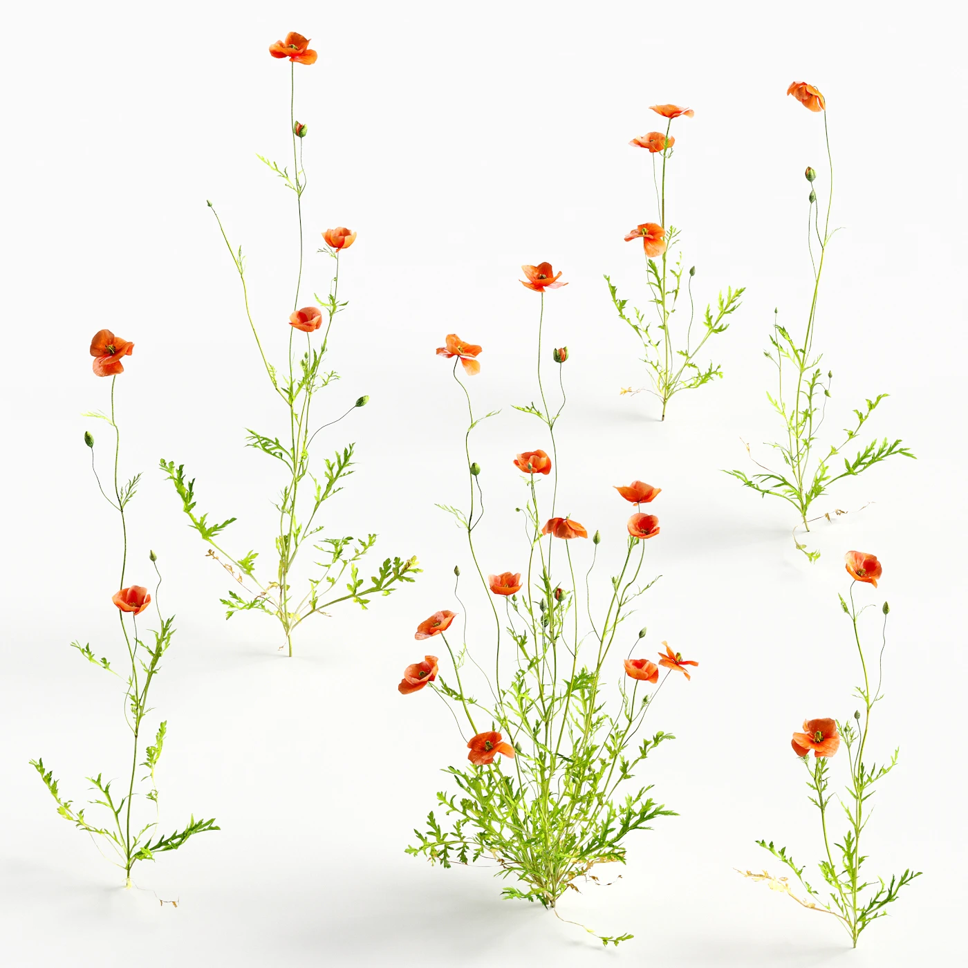 flowers and weeds 012 — Скачать