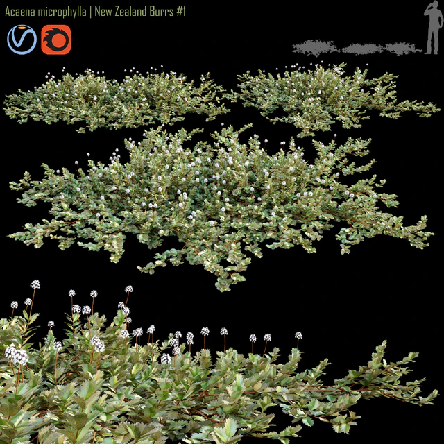 Acaena microphylla | New Zealand Burrs #1 — Скачать