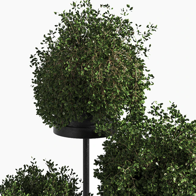 Indoor Plant Set 03 — Descargar