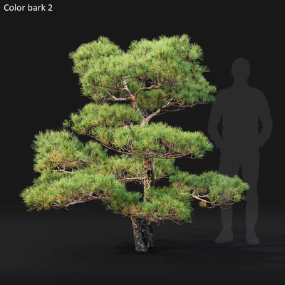 Bonsai — Вид 4