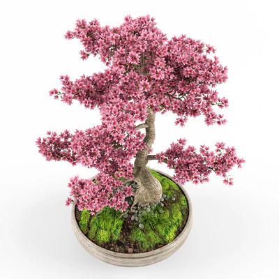 Sakura Bonsai tree — Вид 5