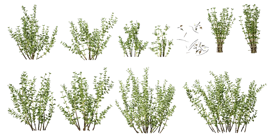 thyme 001 — Скачать