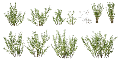 thyme 001 — Скачать