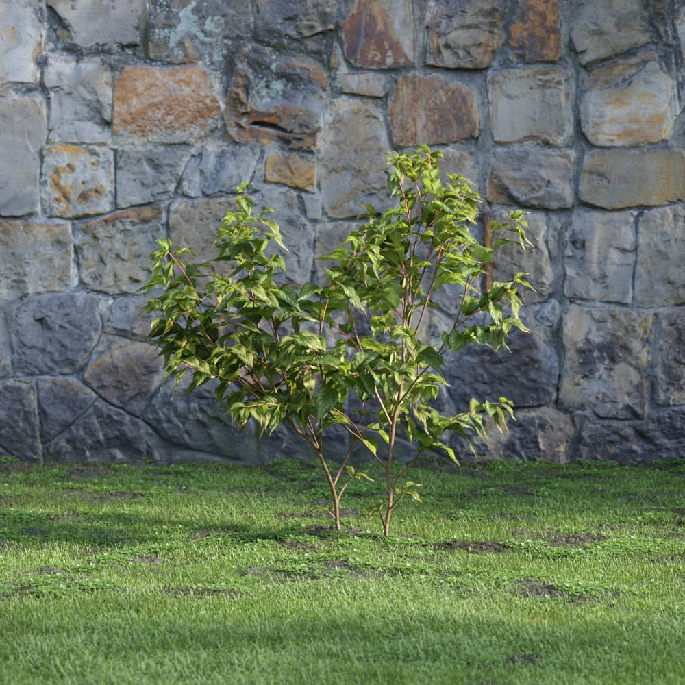 plants and bushes 003 — Скачать