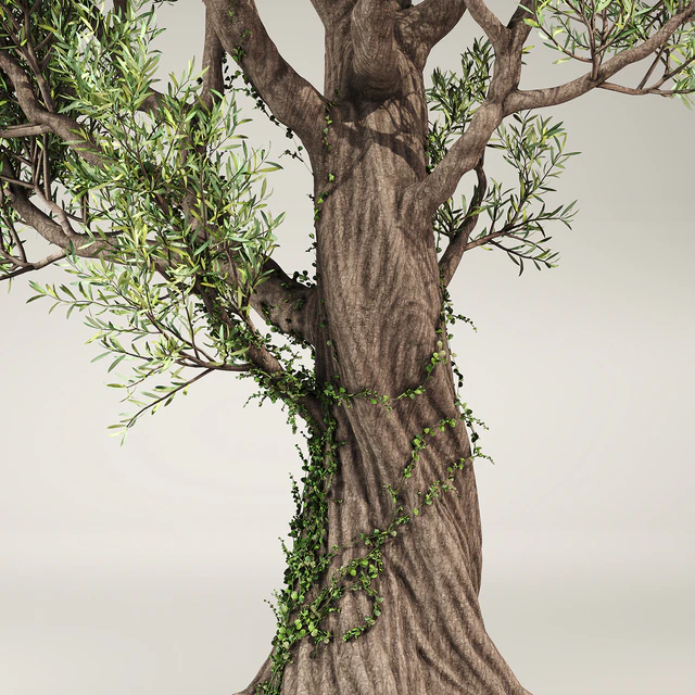 Olive Tree With Vines — Descargar