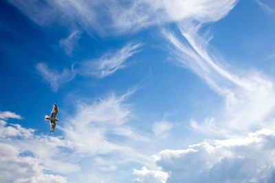 daylight blue sky 004 — Download