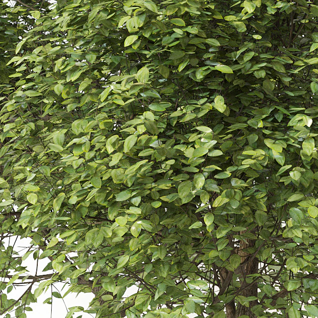 Trees 2 — Descargar