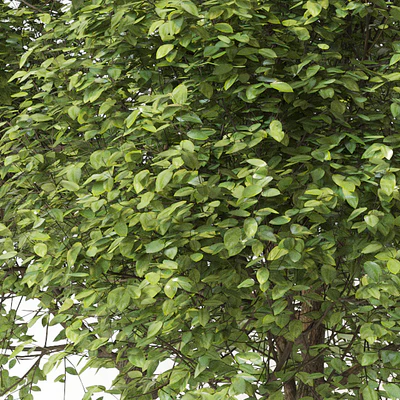 Trees 2 — Ver 3