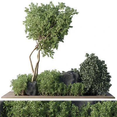 Collection Outdoor Indoor plant 67 green garden plant-tree-bush corona — Вид 1