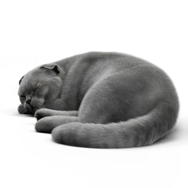 CAT 6 Corona — Descargar