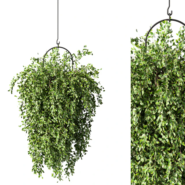 Hanging Plant Set.168 — Download