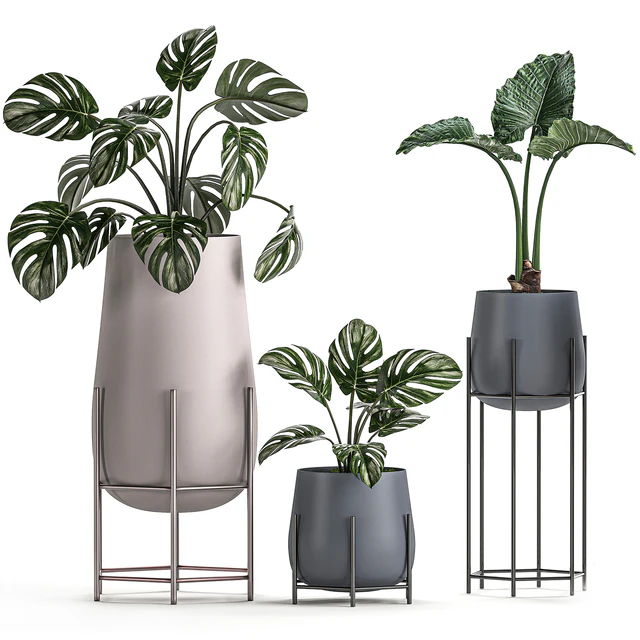 Collection of small indoor plants in modern pots on legs with Monstera, Palm, hovea, alokasia, Sansevieria. Set 547. — Descargar