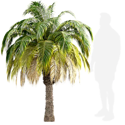 Set of Pygmy Date Palm Trees (Phoenix Roebelenii) (2 Trees) — Ver 4