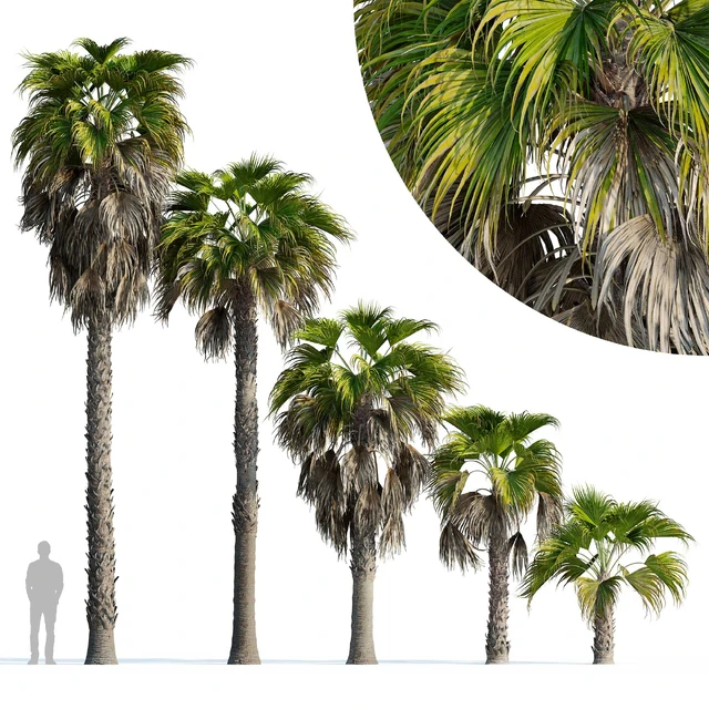 Washingtonia robusta palm (Washingtonia robusta palm) — Descargar