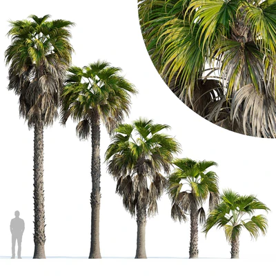 Washingtonia robusta palm (Washingtonia robusta palm) — Ver 1