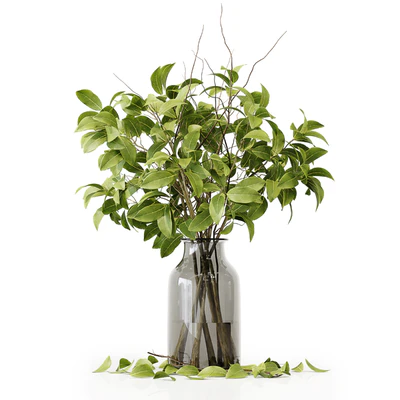 Collection Indoor Plants 020 — Ver 7
