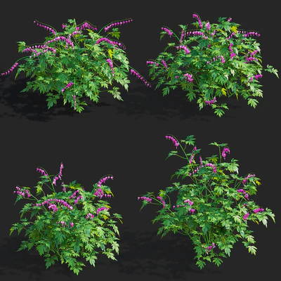 Дицентра великолепная цветы | Dicentra spectabilis — Вид 5