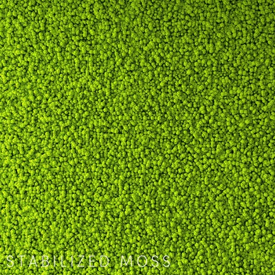 Stabilized Moss — Ver 3
