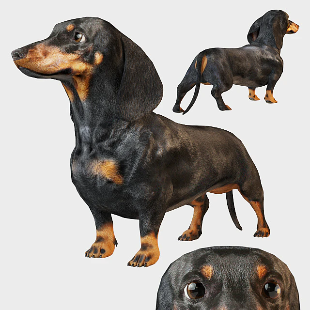 Black dachshund — Descargar