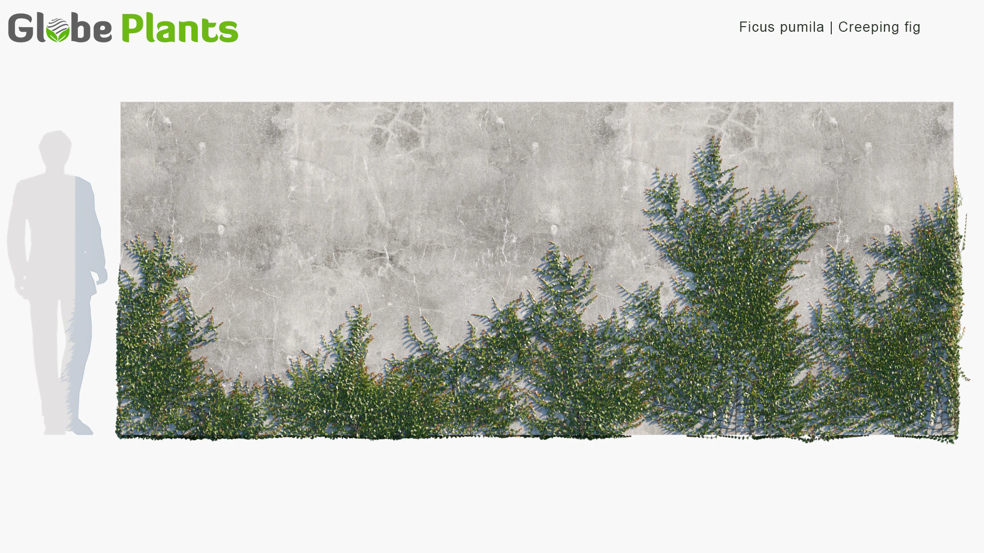 ficus pumila — Скачать