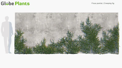 ficus pumila — download