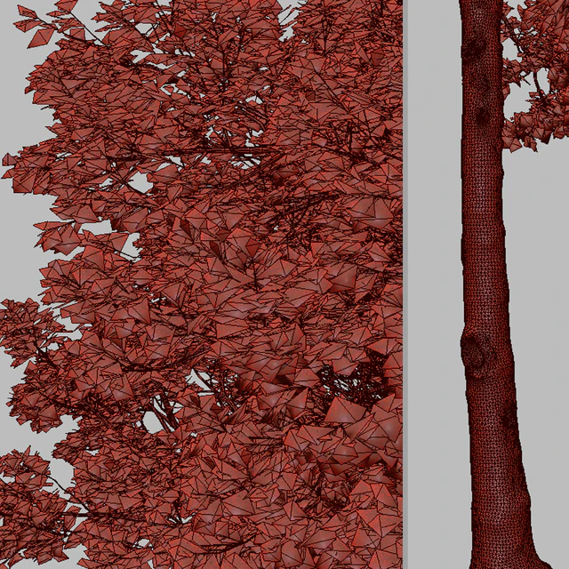 Set of American Sweet Gum Tree (Liquidambar styraciflua) (2 Trees) — Скачать