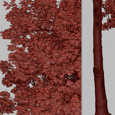 Set of American Sweet Gum Tree (Liquidambar styraciflua) (2 Trees) — Вид 6