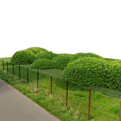 Green Ligustrum — Вид 4
