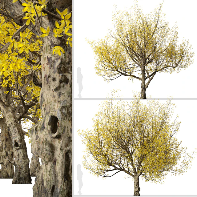Set of Flowering Cornus mas Trees (Cornelian cherry) (2 Trees) — Descargar