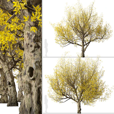 Set of Flowering Cornus mas Trees (Cornelian cherry) (2 Trees) — Ver 5