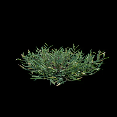 Eremochloa ophiuroides - wild — Ver 6