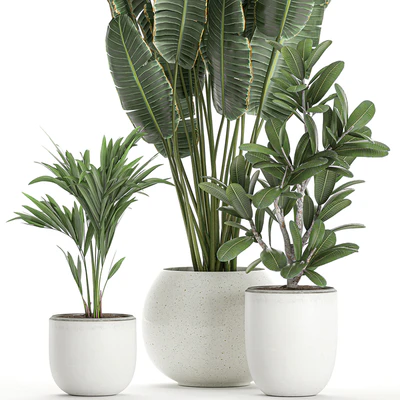 Collection of small beautiful plants in white pots with Banana palm, strelitzia. Set 660. — Ver 4