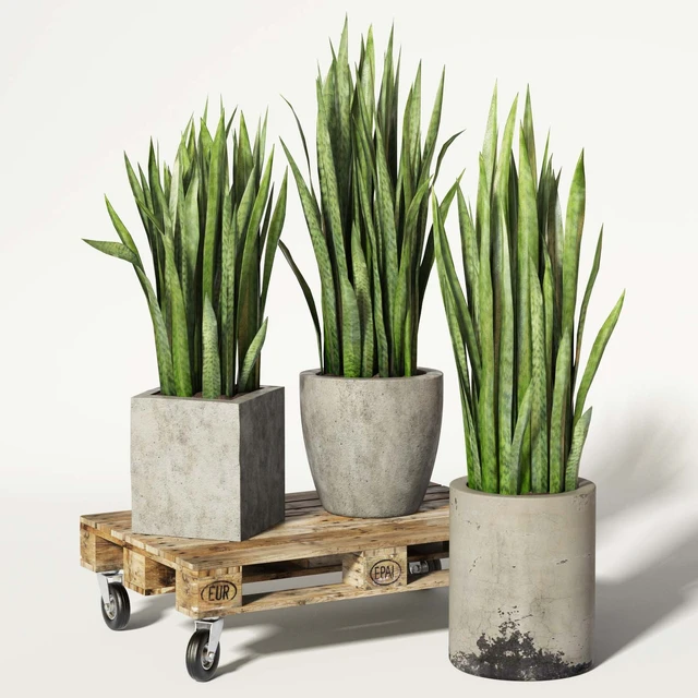 Sansevieria — Descargar