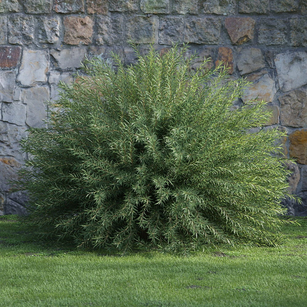 plants and bushes 036 — Скачать