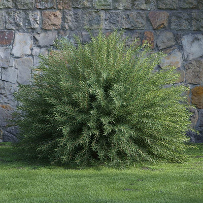 plants and bushes 036 — Скачать