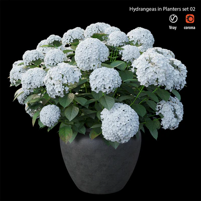 Hydrangea in planters set 02 — Вид 3