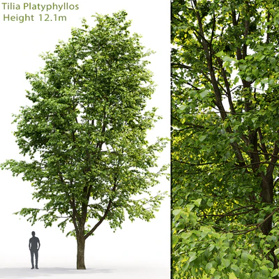 Tilia platyphyllos — Вид 1