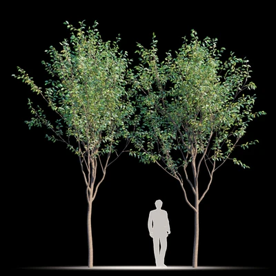 Street tree v2 — Ver 1