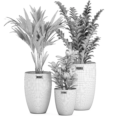 Collection of plants in decorative baskets pots with Zamiokulkas, Money tree, palm tree, hovea. Set 568. — View 5