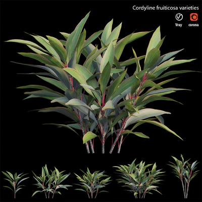 Cordyline fruiticosa varieties — Вид 1