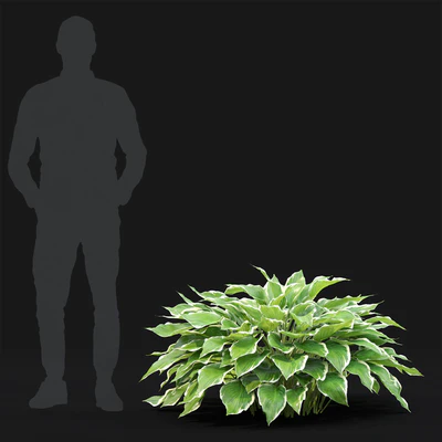 Hosta — Вид 5