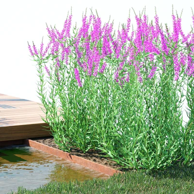 Дербенник иволистный цветы | Lythrum salicaria — Вид 3