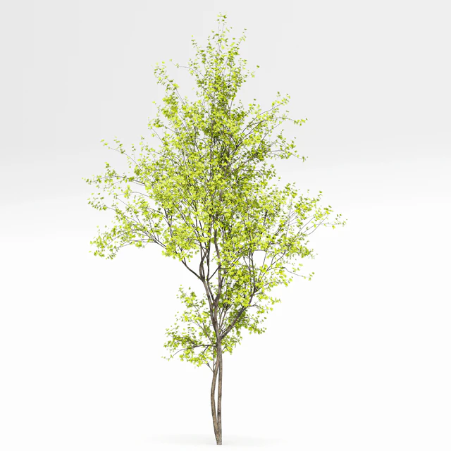 Alnus Glutinosa and Betula Pendula spring trees — Скачать