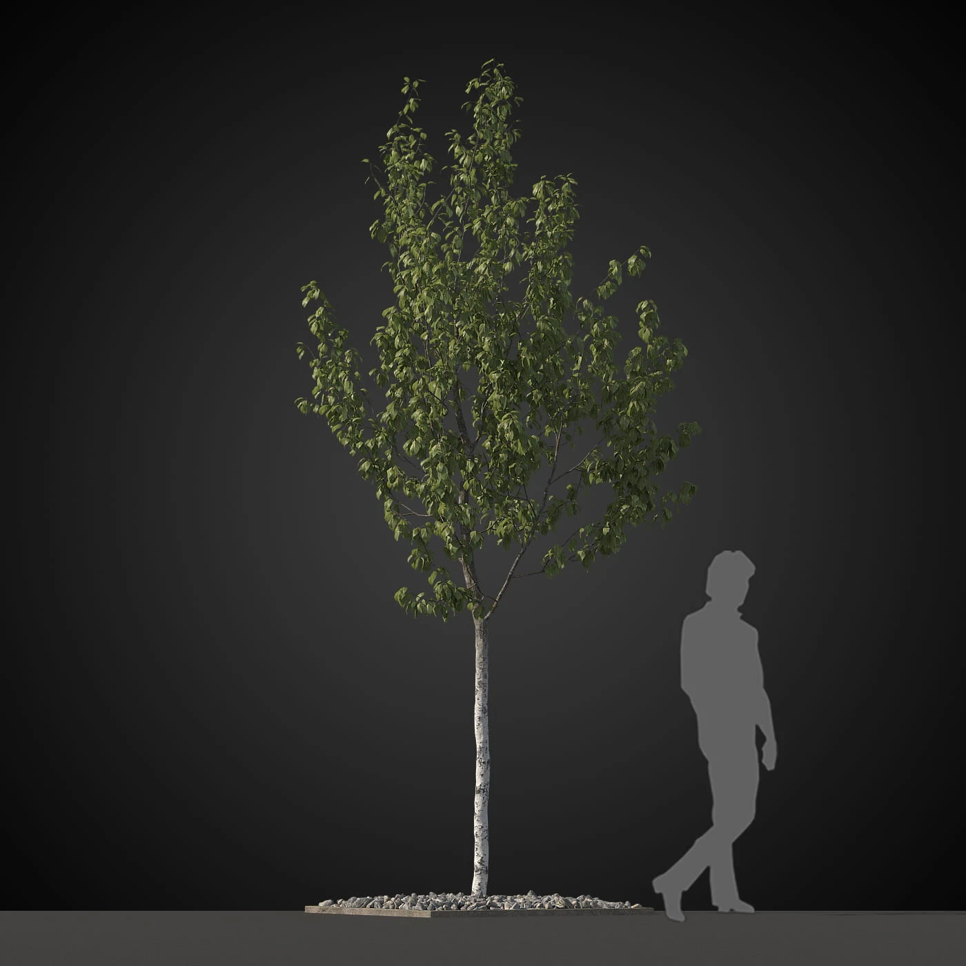 trees 030 — Descargar