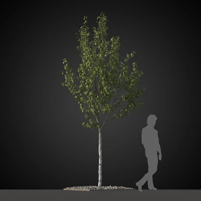 trees 030 — Descargar
