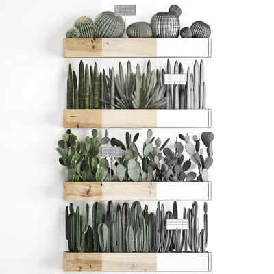 Vertical gardening. 42. Cacti, shelf with flowers, echinocactus, cereus, sansevieria, Prickly pear, Barrel cactus, eco design, plants, phytowall — Ver 2
