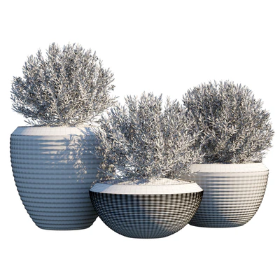 Plant in pots #4 — Вид 2